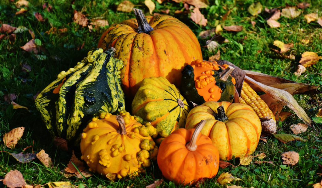 Pumpkin, rainbow chard & white bean stew